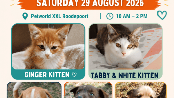 Adoption Day Pets of the Week Petworld XXL Roodepoort
