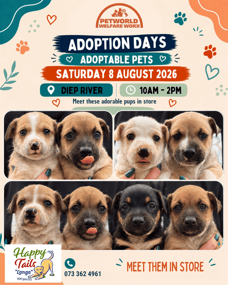 Eight Little Puppies Looking for Big Love