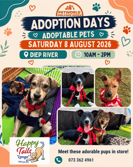 Teenage Puppies Ready for Their Forever Families