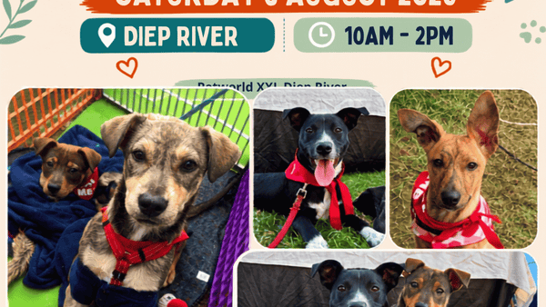 Teenage Puppies Ready for Their Forever Families