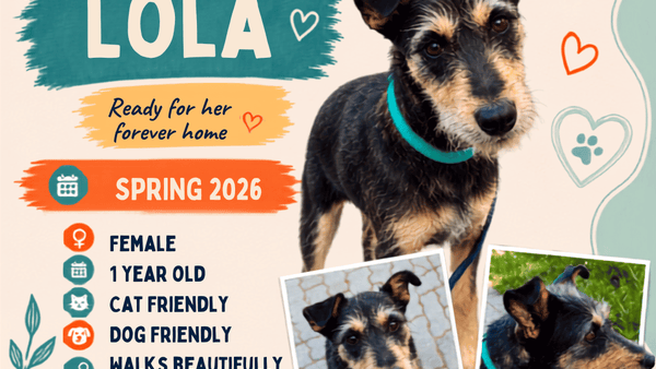 Lola Is Ready to Belong