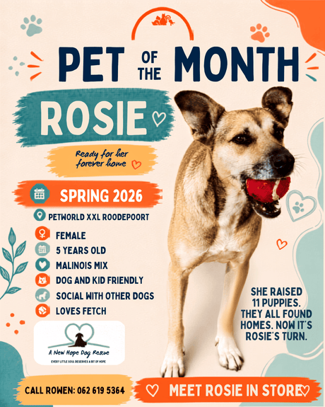 She Found Homes for All 11 of Her Puppies. Now It’s Rosie’s Turn.
