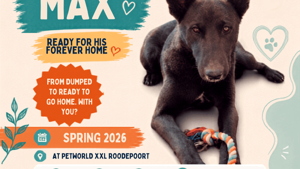 Some dogs are found. Others are thrown away.