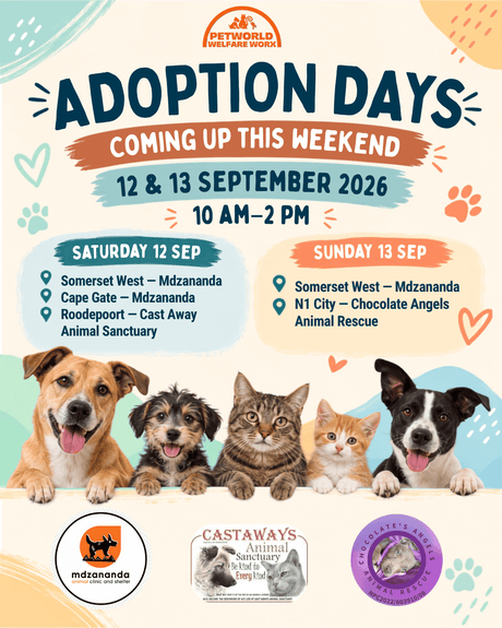 Adoption Day Programme, 12 and 13 September 2026:  Meet little hearts hoping for big love