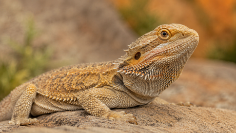 A photo of a bearded dragon sits on a rock looking upwards.