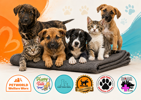 Six rescue pets sit on their new blanket donated by Petworld.