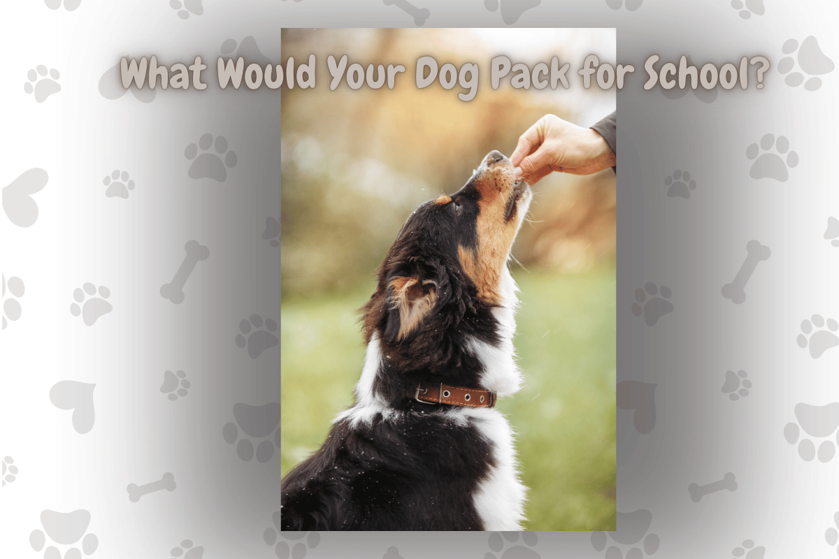 What Would Your Dog Pack for School?