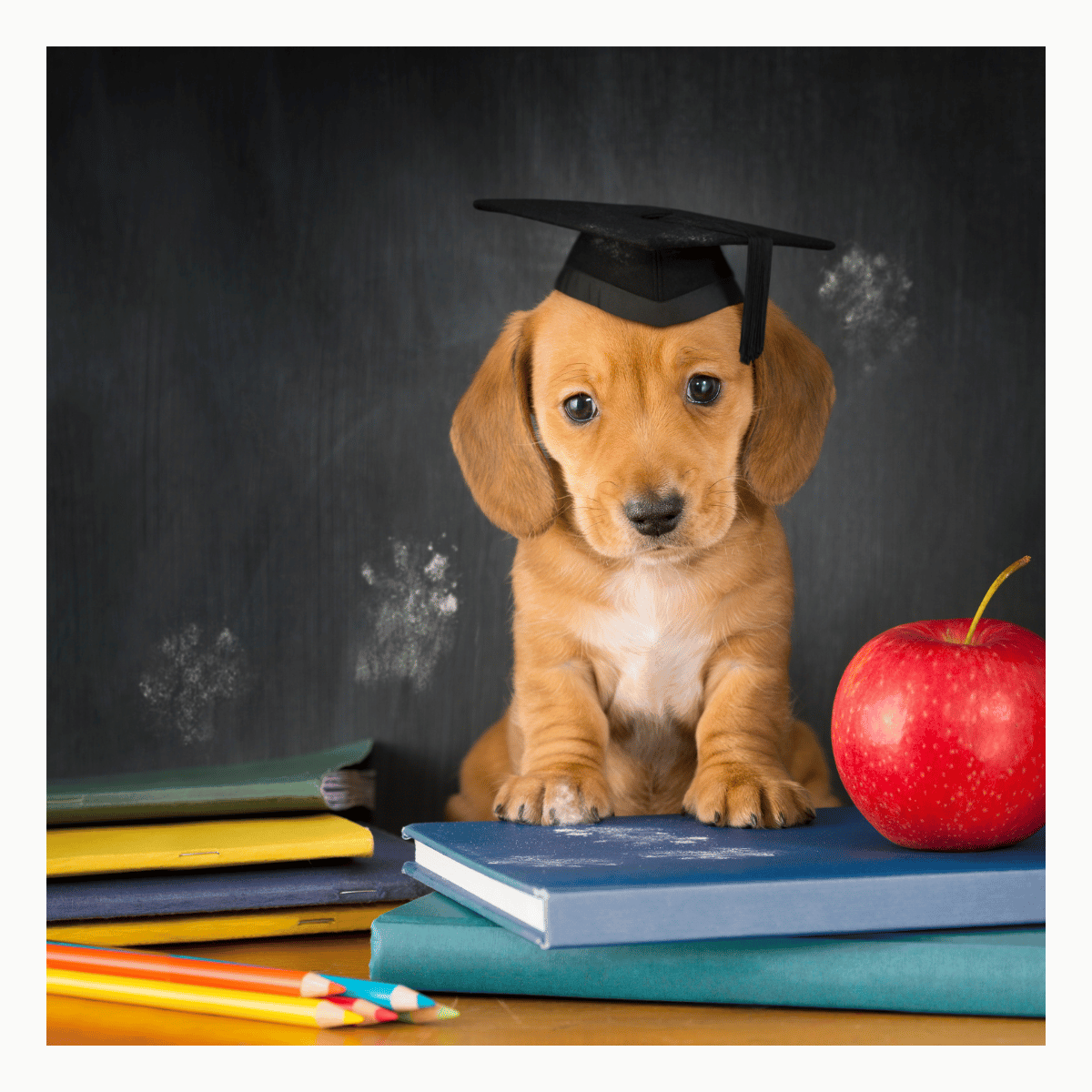 From Puppy Eyes to School Ties: Your Dog’s Cutest Back-to-School Moments