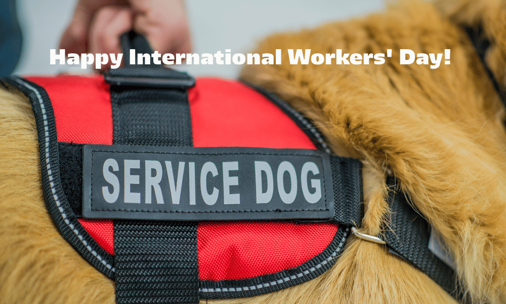 Service Dogs At Work