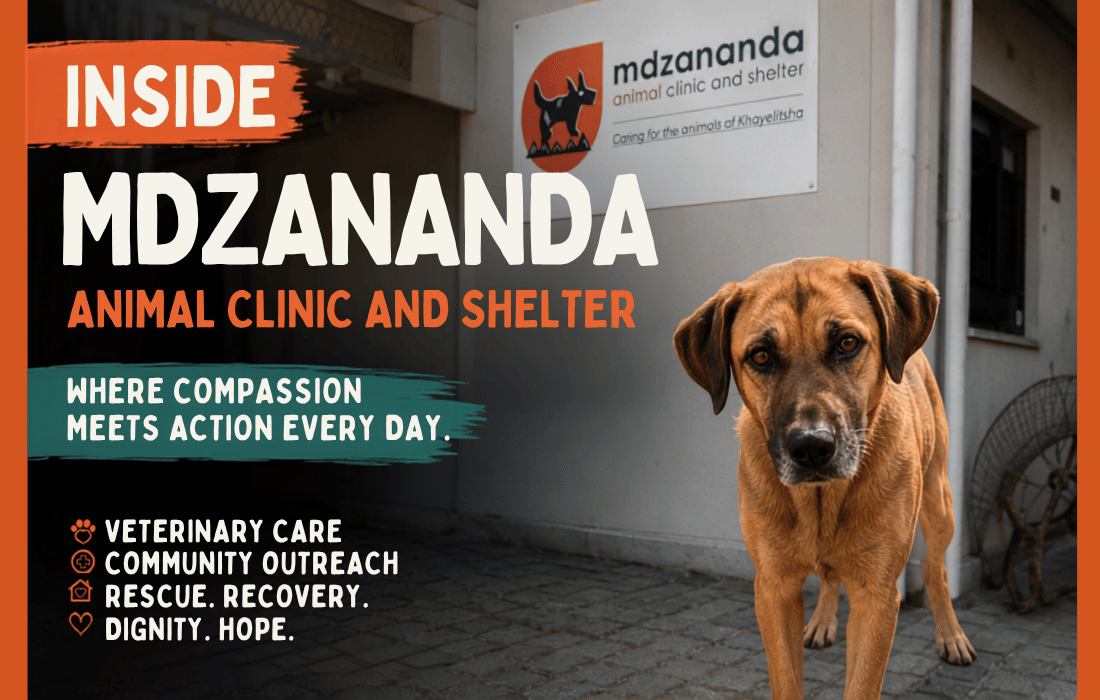 Inside Mdzananda Animal Clinic and Shelter