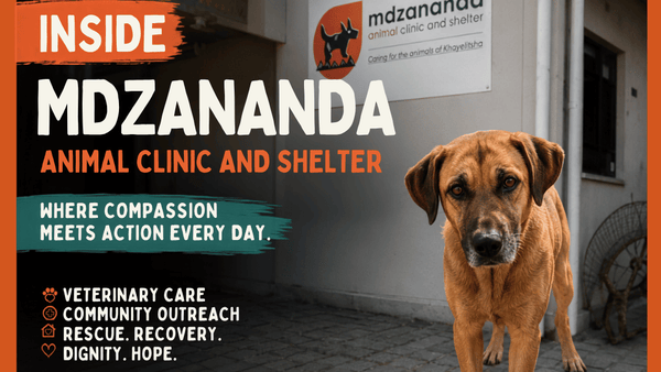 Inside Mdzananda Animal Clinic and Shelter