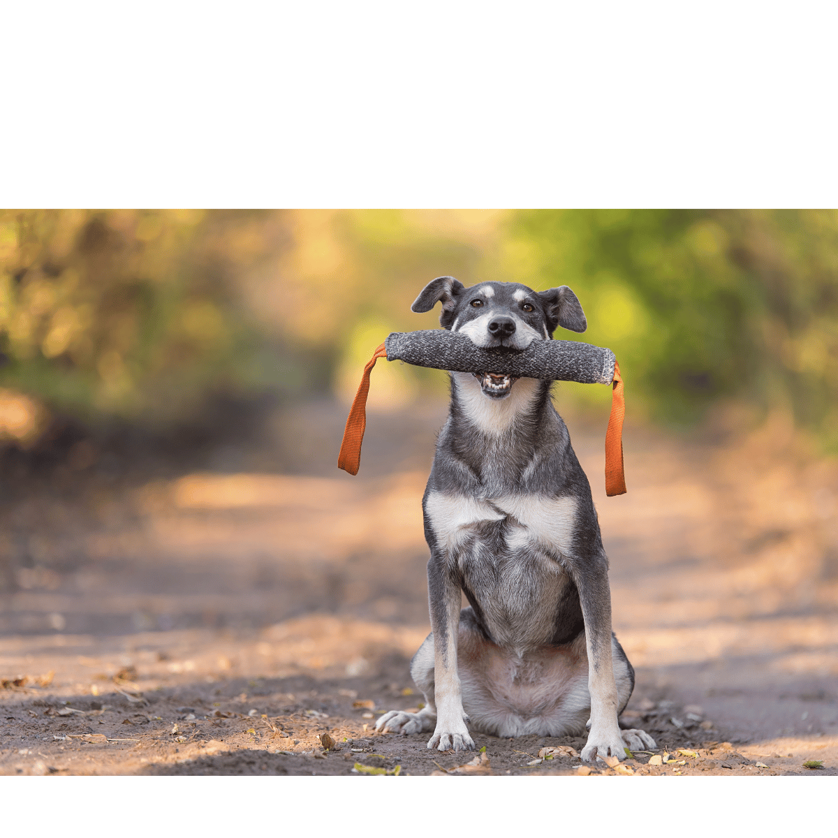 Ready, Set… Wait, What’s Coming to Petworld?