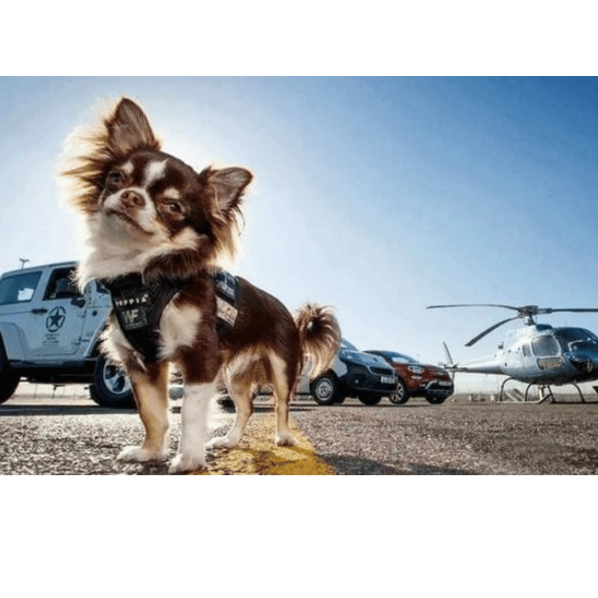 Spotlight on SA's smallest celebrity dog at red carpet fund-raiser