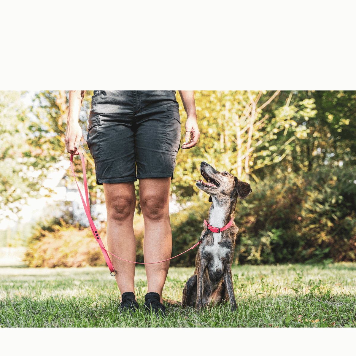 Unlock Your Dog’s Confidence with Positive Reinforcement Training Gear