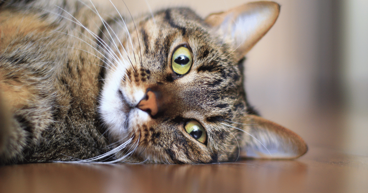 The ultimate closeup of a stunning cat with yellow and green eyes.