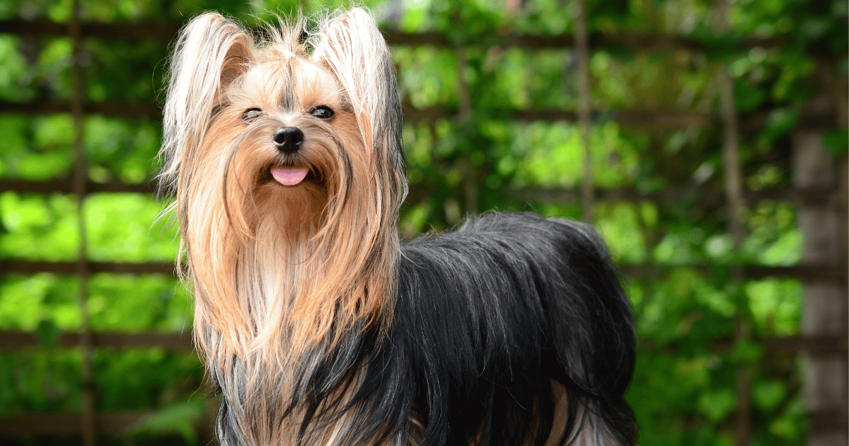 A long-haired Yorkie with tongue handing out looks into the camera with a backdrop of leaves.