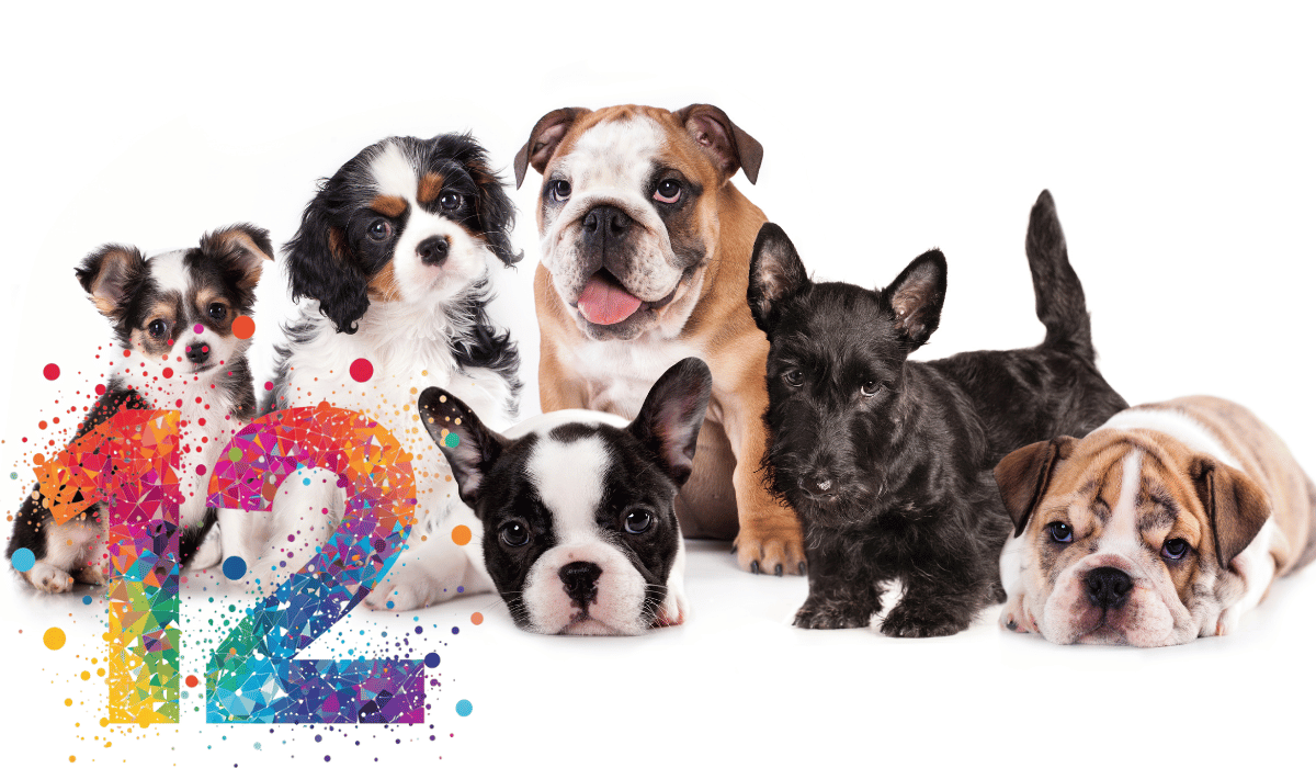 A group of puppies with a big 12 for all the puppy questions to be answered.