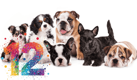 A group of puppies with a big 12 for all the puppy questions to be answered.