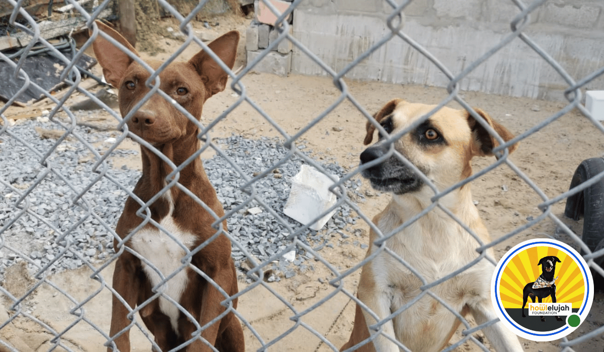 Howlelujah Foundation Animal Welfare reaches into the lives of these two doggos stuck behind a fence with no shelter.