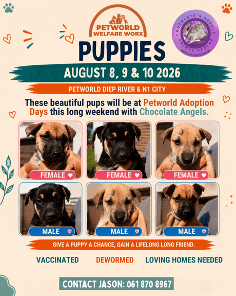Puppies! 8 to 10 August 2026: Diep River and N1 City