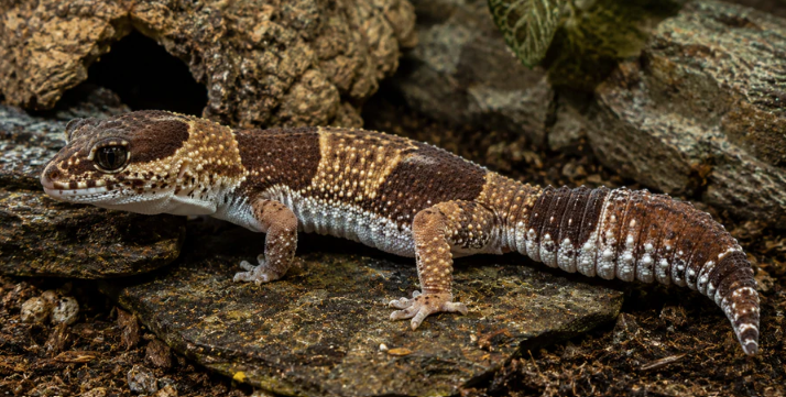 Up close image of an African Fat-Tailed gecko.