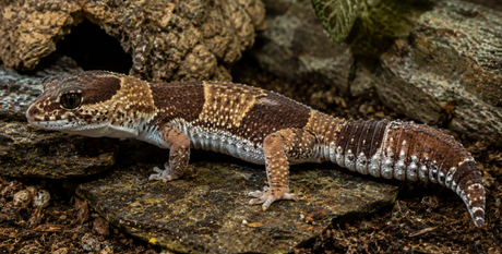 Up close image of an African Fat-Tailed gecko.