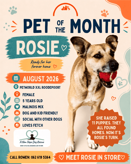 She Found Homes for All 11 of Her Puppies. Now It’s Rosie’s Turn.