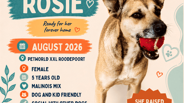She Found Homes for All 11 of Her Puppies. Now It’s Rosie’s Turn.