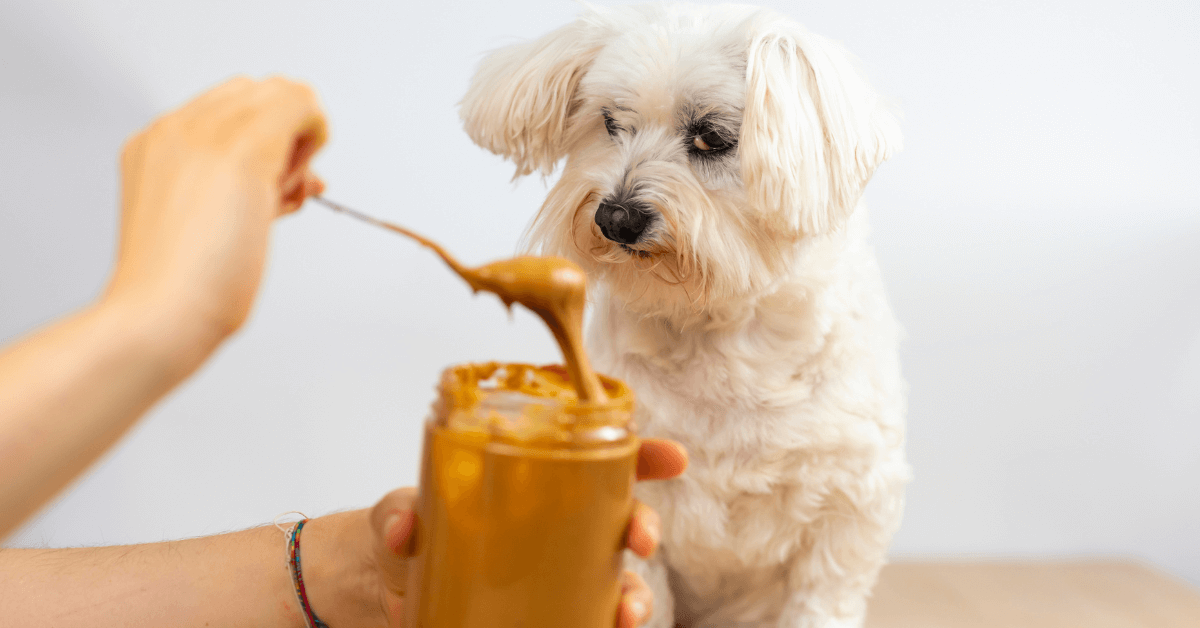A Maltese Poodle can't keep her eyes off a spoon of delicious dog friendly homemade peanut butter!