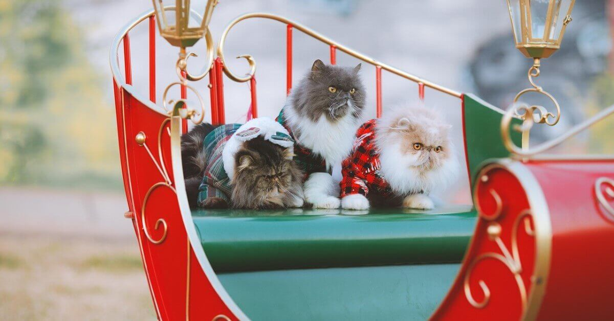 Three Persian cats celebrate Respect Your Cat Day by riding in a red chariot through the park.