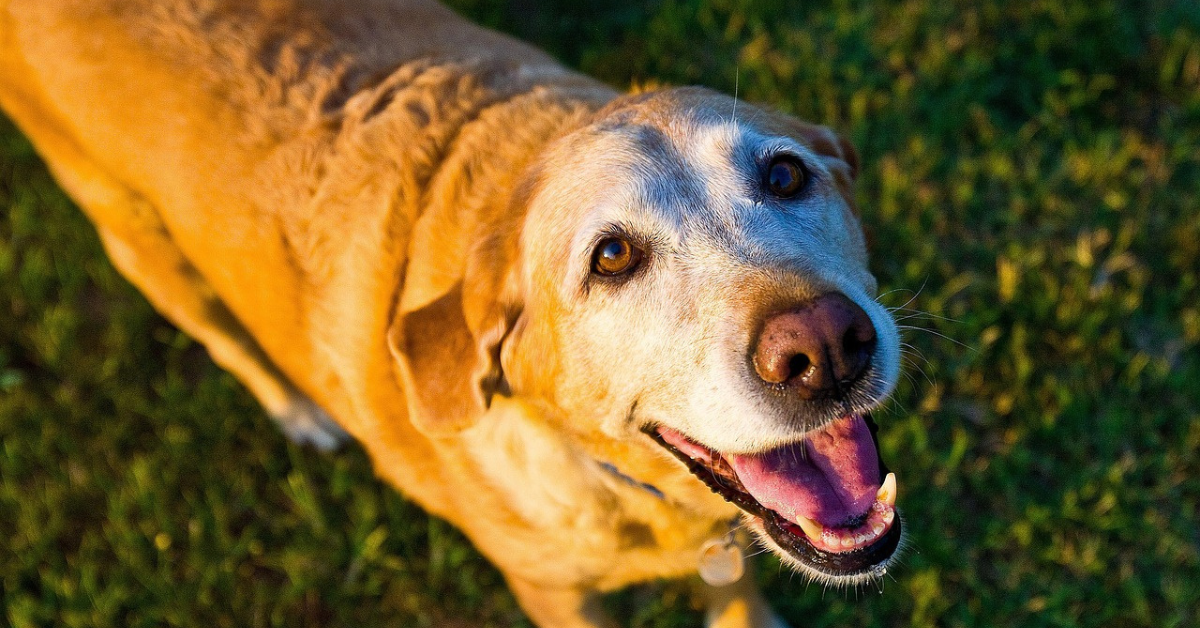 Senior yellow lab looks up expectantly for her bowl of premium pet food