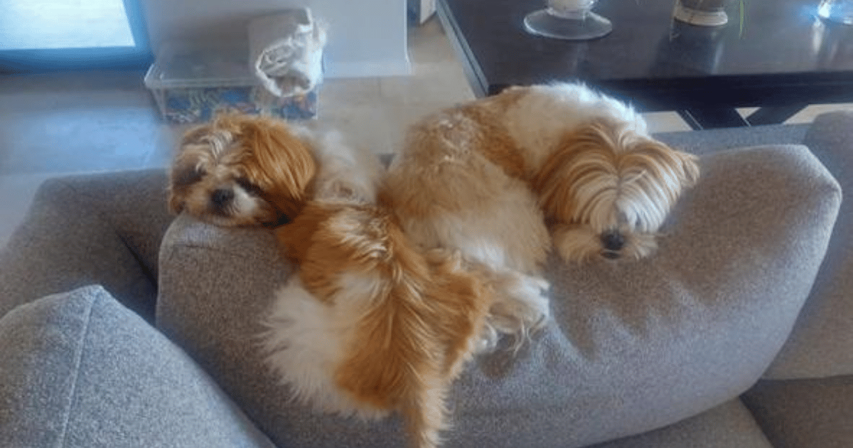 Two gold and cream shih tzus lounge on the back of a grey couch.