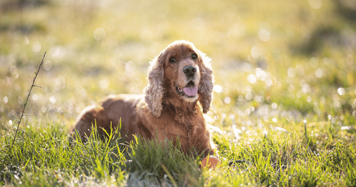 A beautiful cocker spaniel lies in a field of grass and flowers in the bright sunshine.