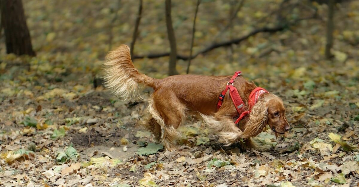 A golden Cocker Spaniel out for a walk in the park and loving it.
