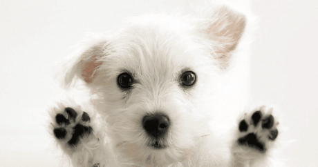 New Puppy Prep: Part One - A Guide to Health, Vaccines, Grooming, Nutrition & Milestones - Petworld