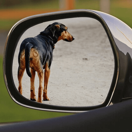 Cape Town Paws: Rescuing the Unseen, Saving the Forgotten - Petworld