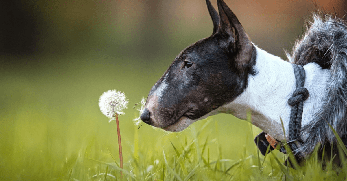 Let's Paw-ty: Celebrating National Terrier Day with Our Tenacious Tail-Waggers - Petworld