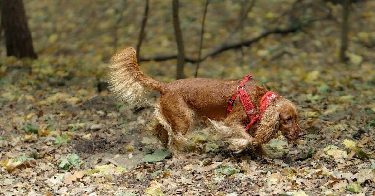 Take a Walk in the Park Day: Paws, Parks & Pet Adventures! - Petworld