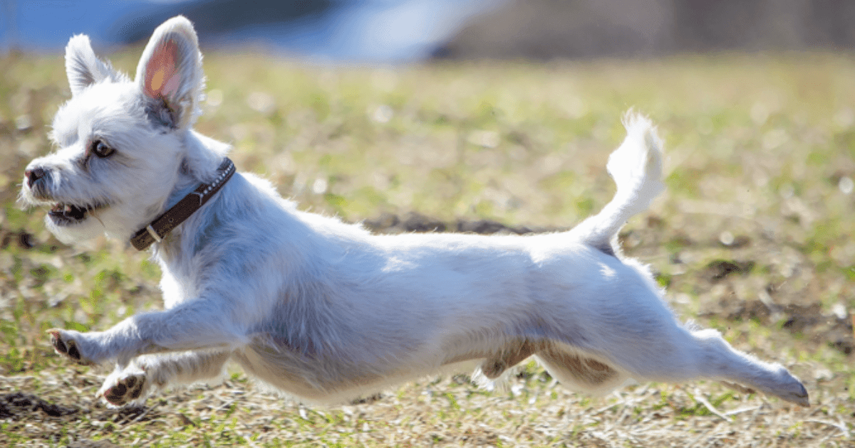 Canine Health: Balancing Gut Health with Probiotics, Chemical-Free Skincare, Your Go-To Dewormer, Early Development Puppy Nutrition, and More!  - Petworld