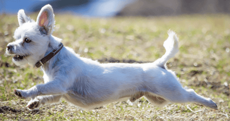 Canine Health: Balancing Gut Health with Probiotics, Chemical-Free Skincare, Your Go-To Dewormer, Early Development Puppy Nutrition, and More!  - Petworld