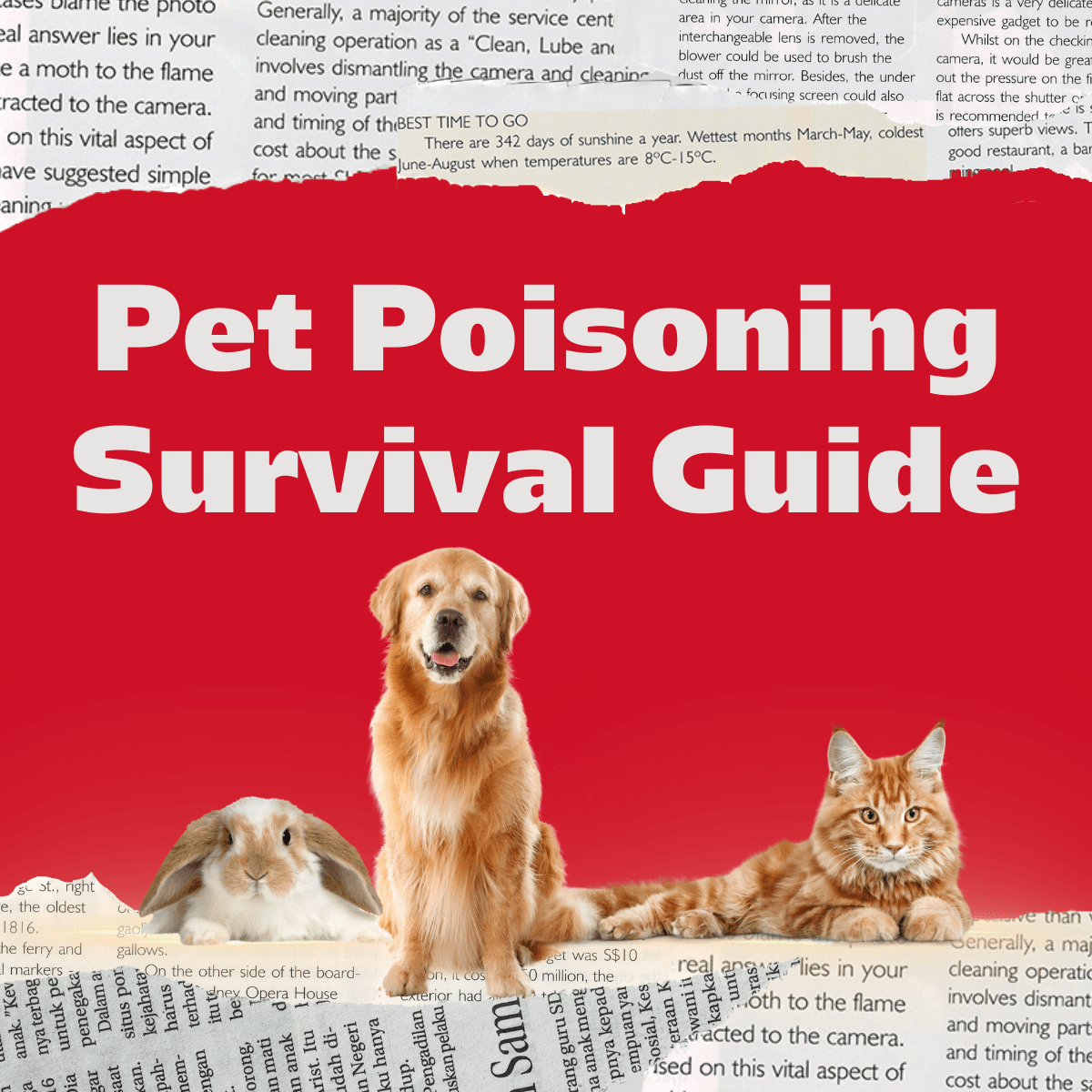 How To Treat Dog Food Poisoning At Home Naturally? Quick & Safe Tips
