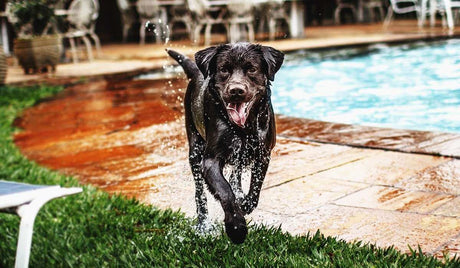 Keeping Cool: A Warm-Weather Guide for Dogs