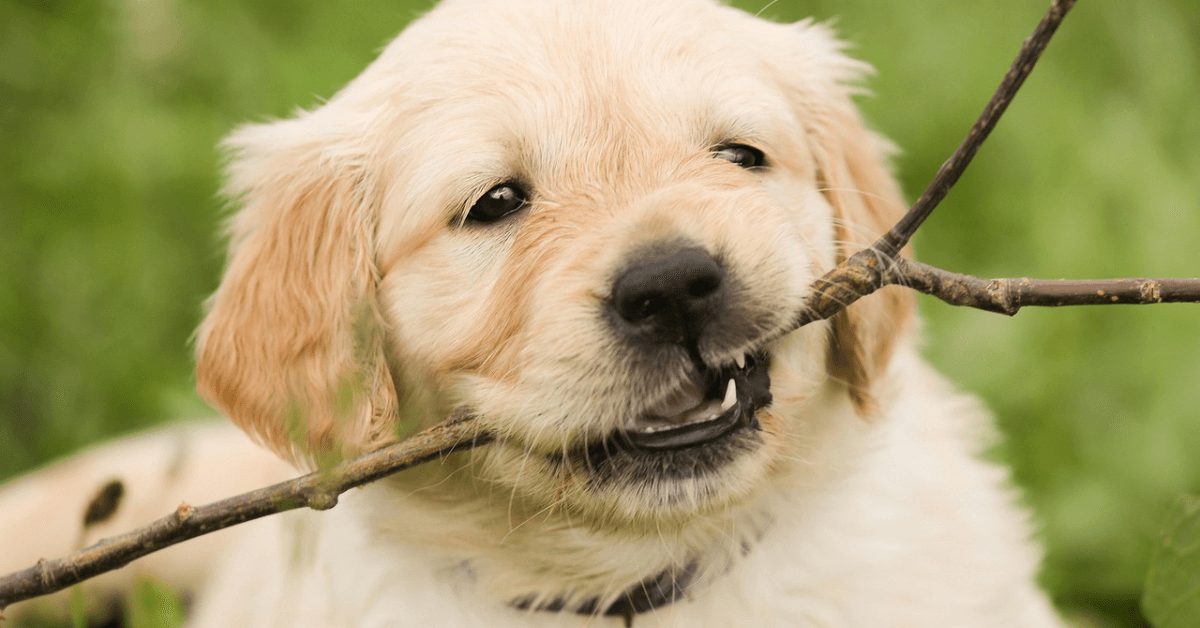 Celebrate National Puppy Day in South Africa - Petworld