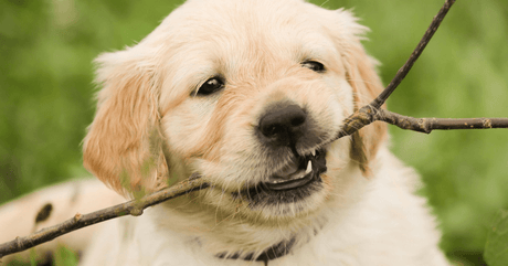 Celebrate National Puppy Day in South Africa - Petworld