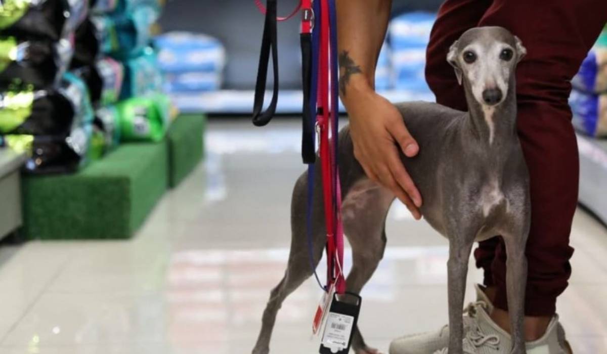 Petworld Pawfile: Marceline the speedy Whippet loves to refuel with treats