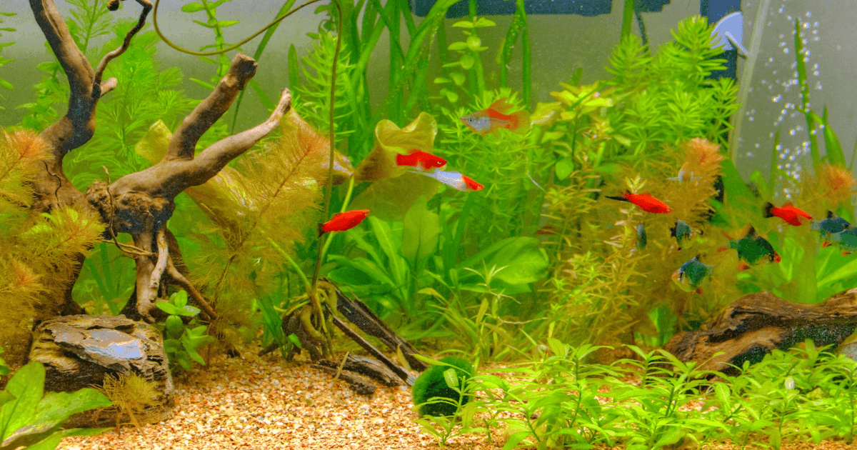 Designing Your Dream Aquarium: A Step-by-Step Guide for Beginners - Petworld