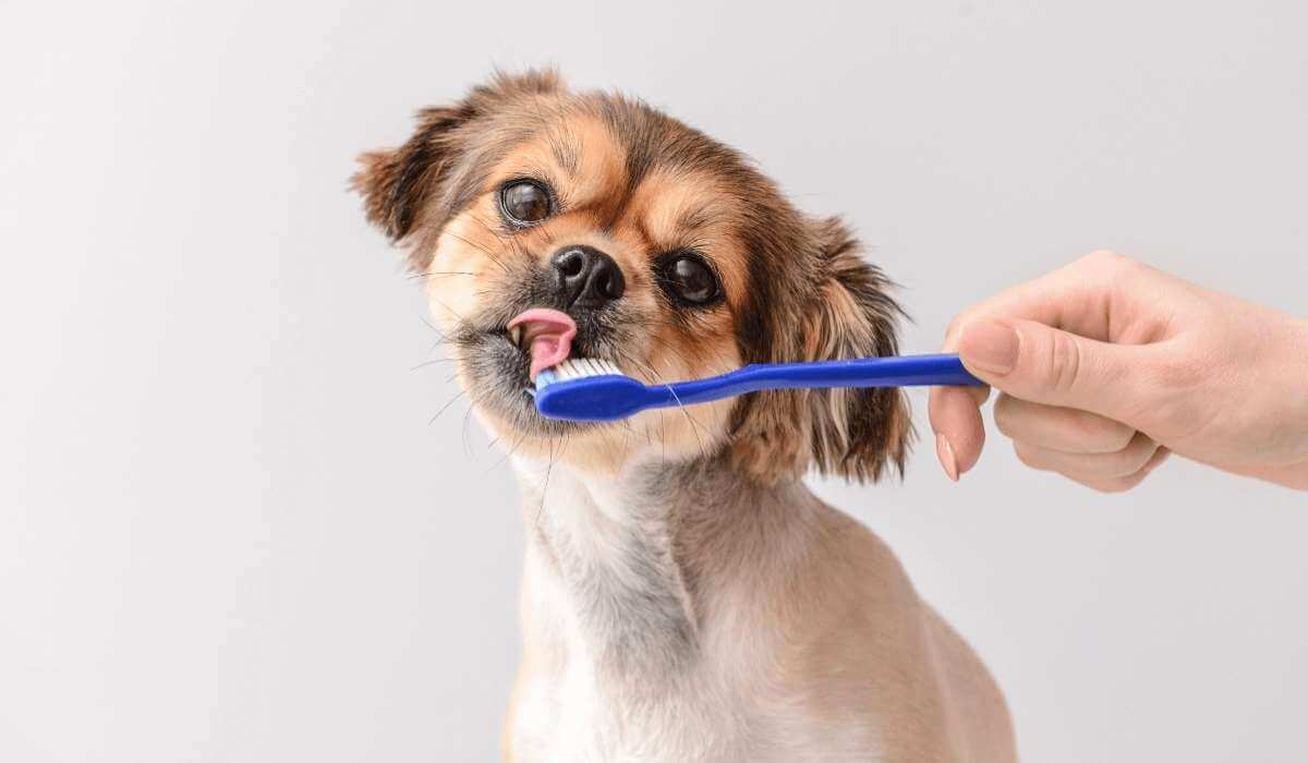 Doggie Bad Breath: 5 Solutions to Freshen it Up