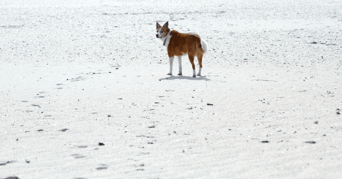 Pet Bereavement: Navigating the Grief of Losing a Beloved Dog or Cat