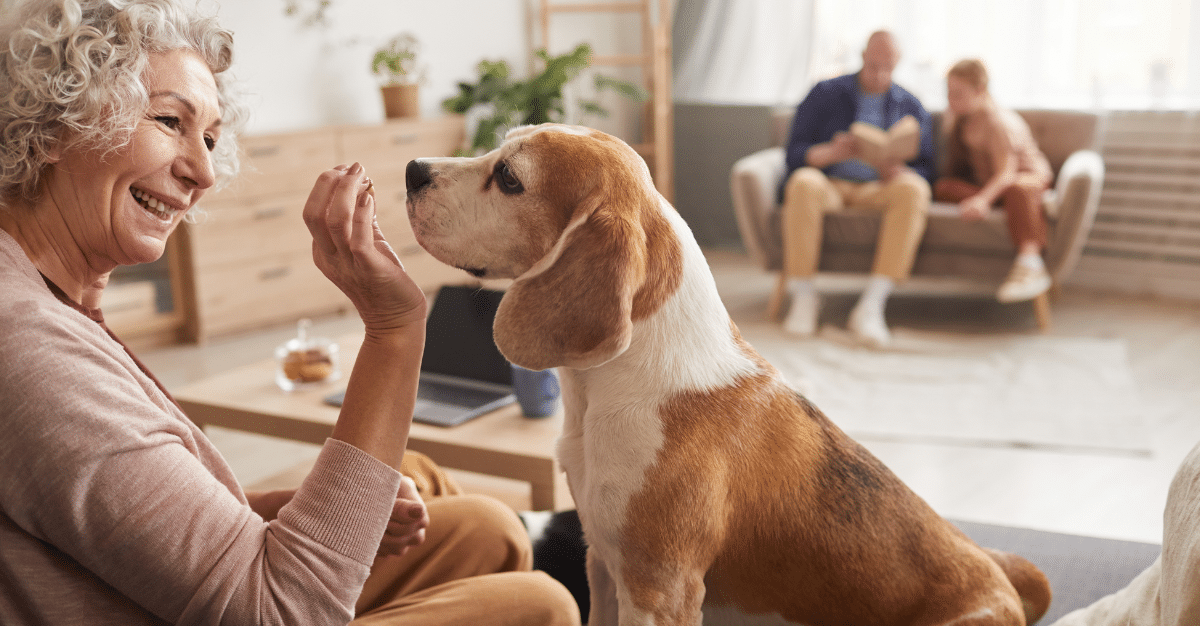 Feeding Your Aging Dog The Best Premium and Affordable Dog Foods