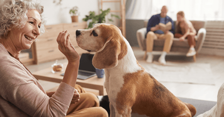 Feeding Your Aging Dog: The Best Premium and Affordable Dog Foods for Small and Large Breed Senior Dogs